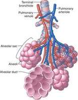 Structures - The Respiratory System
